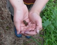 Mini-Frosch auf Kinderhand.