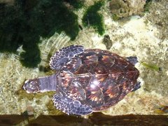 Kleine Karettschildkröte im Zoo-Becken 