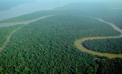 Tropischer Regenwald am Amazonas.