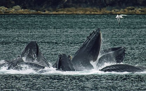 Buckelwale nehmen an der Wasseroberfläche Nahrung auf.
