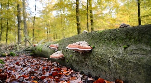 Umgestürzter Buchenstamm mit Baumpilzen im Wald