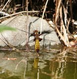 Plattbauch-Libelle bei der Eiablage