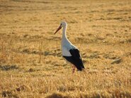 Weißstorch. Foto: gemeinfrei WeißStorch Auf Einem Feld