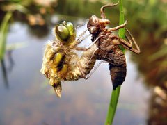 Libelle schlüpft aus der Larvenhülle