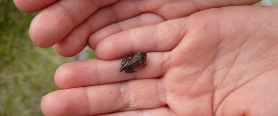 Minifrosch auf Kinderhand