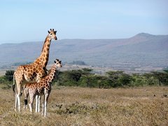 Giraffe mit Kalb in Kenia