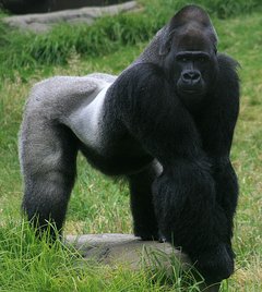 Kräftiges Gorillamännchen