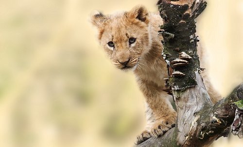 Löwenbaby an Baumstamm