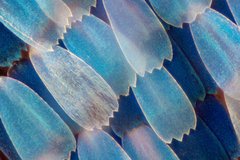 Blaue Schuppen eines Schmetterlingsflügels unter den Mikroskop