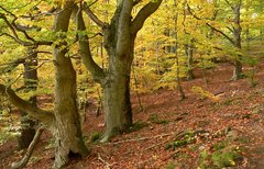 Dicke Buchen Im Wald.