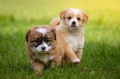Zwei Hundewelpen auf einer Wiese