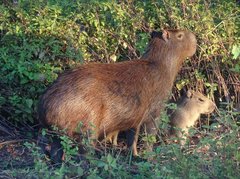 Zwei Capybaras