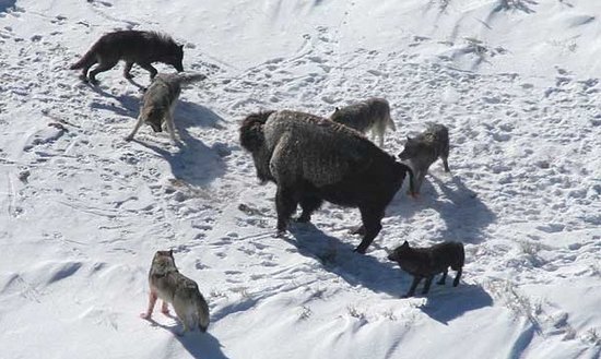 Wolfsrudel und Bison im Schnee