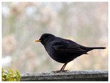 Amsel, Nahaufnahme