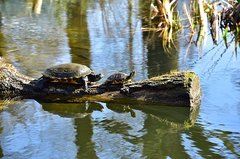 Zwei Gelbwangen-Schmuckschildkröten am Wasser