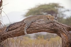 Leopard auf einem Ast in Kenia