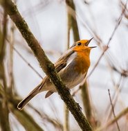 Singendes RotKehlchen Auf Einem Ast.