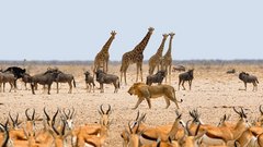 Giraffen, Springböcke, Gnus und ein Löwenmännchen in Namibia