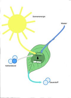 Grafik, wie Photosynthese funktioniert