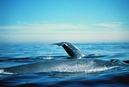 Blauwale an der Wasseroberfläche