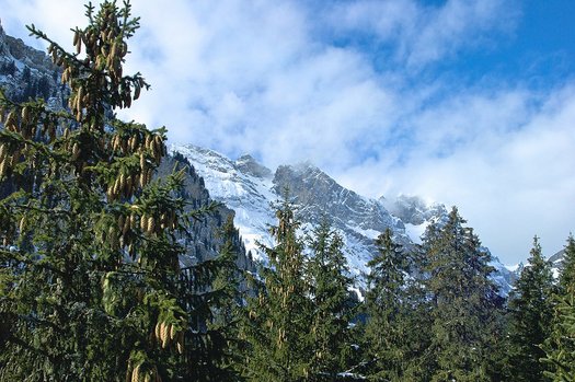 Fichtenwald in den Alpen