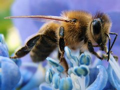 Westliche Honigbiene auf Blüte