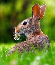 kaninchen im Gras mit Blume