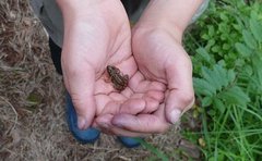 Mini-Frosch auf Kinderhänden