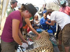 Die Forscher untersuchen einen betäubten Geparden