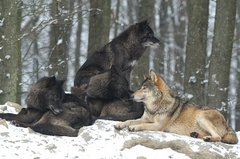Wolfsrudel mit schwarzen Wölfen