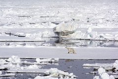 Eisbär auf Meereis