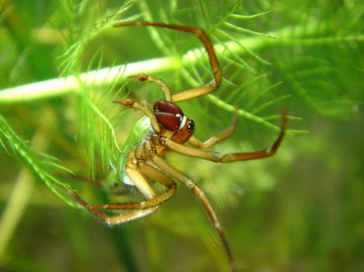 Wasserspinnen-Männchen an Wasserpflanze
