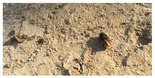 Wildbiene auf Sand