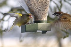 Vögel an einem hängenden Futterplatz aus Kunststoff.