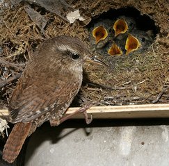 Zaunkönig am Nest mit Jungvögeln