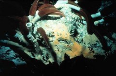 Riesenröhrenwürmer am Meeresgrund