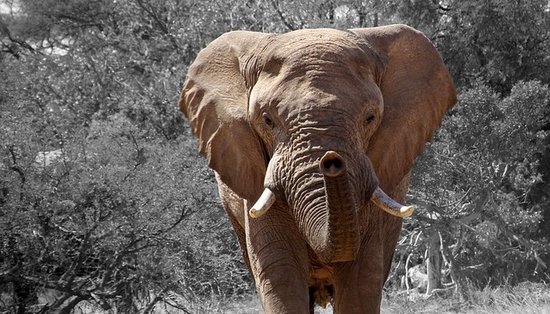 Afrikanischer Elefant von vorn