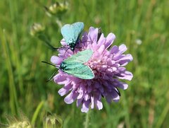 GrünWidderchen Auf Einer FlockenBlume