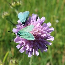 GrünWidderchen Auf FlockenBlume