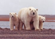 Eisbärweibchen mit zwei Jungtieren auf an Küste 