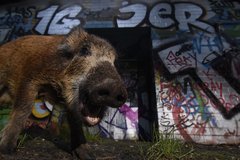 Junges Wildschwein in Berlin