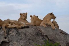 Drei Löwinnen auf einem Felsen.