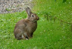 Kaninchen im Gras