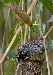 Teichrohrsänger füttert Kuckucskind in seinem Nest im Schilf.