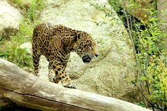 Jaguar läuft auf einem Baumstamm