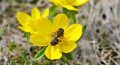 Biene auf Winterling-Blüte