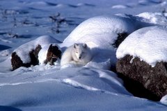 Polarfuchs, eingerollt im Schnee.