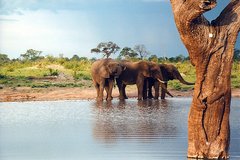 Elefanten im Kaza-Schutzgebiet