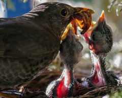 Amsel füttert Nestlinge mit Regenwürmern