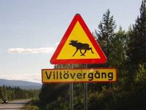 Schwedisches Warnschild mit Elch.